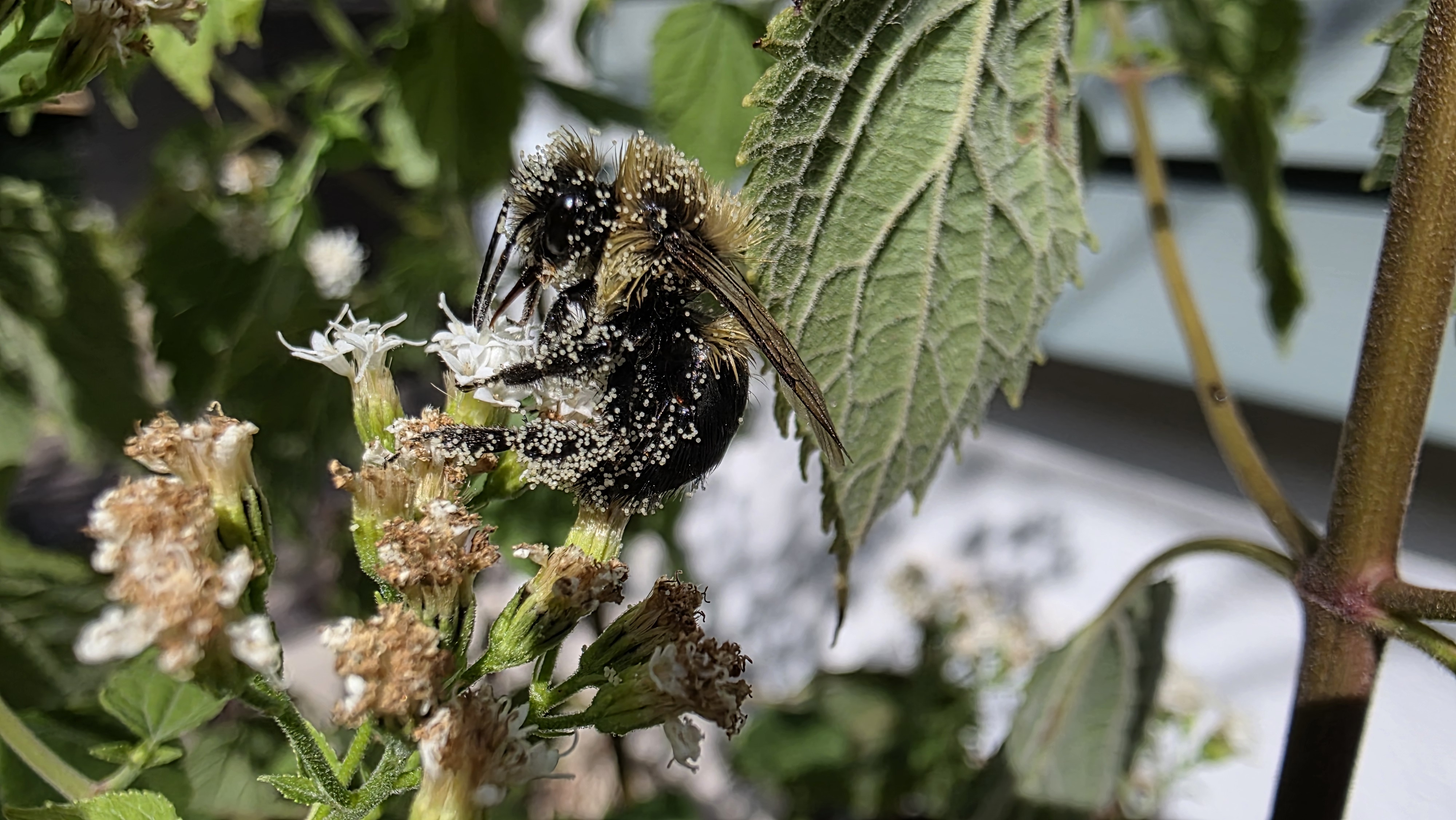 Apple iPhone 17 Pro Max vs Samsung Galaxy S25 Ultra