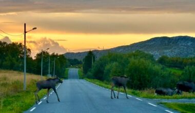Elg, Trafikkuhell | Antallet viltpåkjørsler øker: – Pass ekstra på de neste ukene