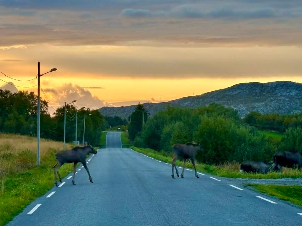Elg, Trafikkuhell | Antallet viltpåkjørsler øker: – Pass ekstra på de neste ukene