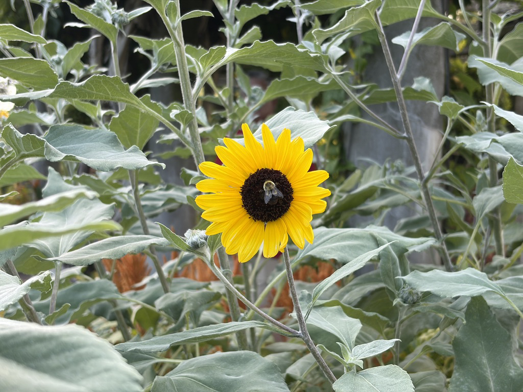 Apple iPhone Air – fotoeksempel