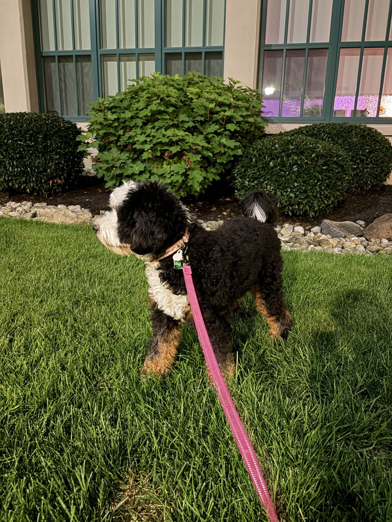 Apple iPhone Air – fotoeksempel