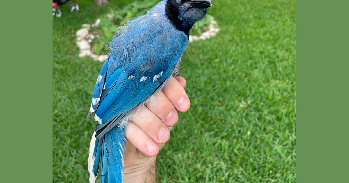 Hybridfugl på grunn av klima funnet for første gang