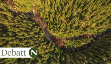 Skog, Natur | Norsk natur: Bare et par prosent av skogen i Norge er gammel, naturnær skog, lite påvirket av hogst