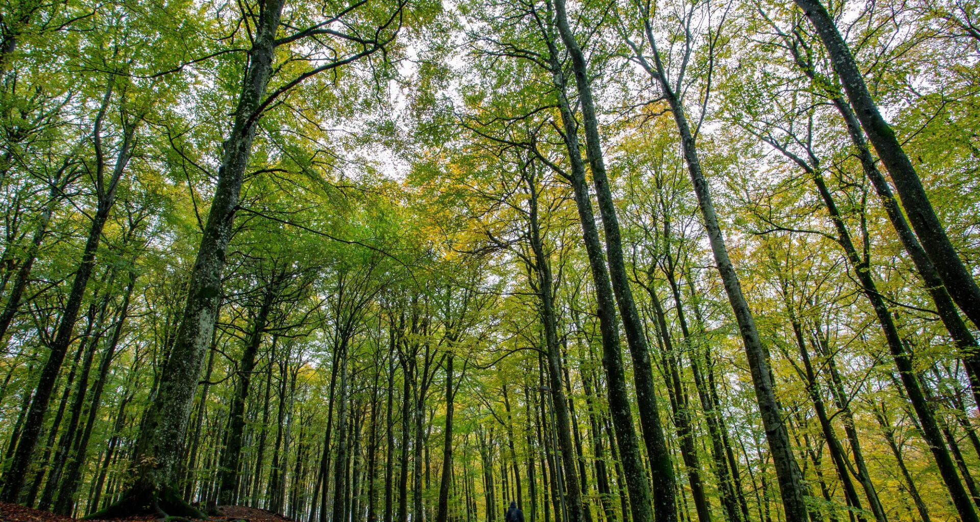 Danmark, Skog | Bioteknolgimillardæren Jacob Jelsing 215 hektar med jordbruksarealet med mål om å plante skog