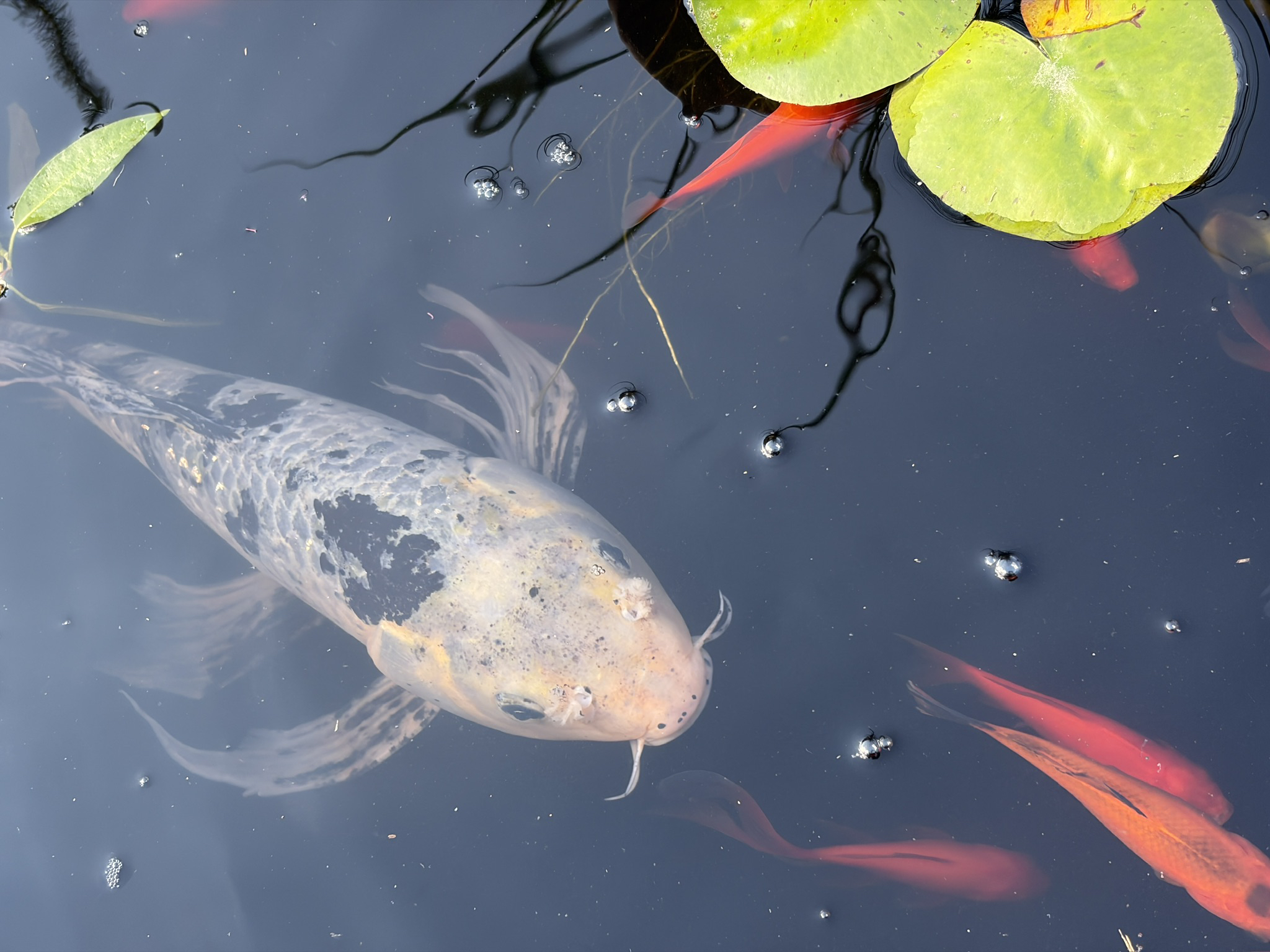 Apple iPhone Air – fotoeksempel