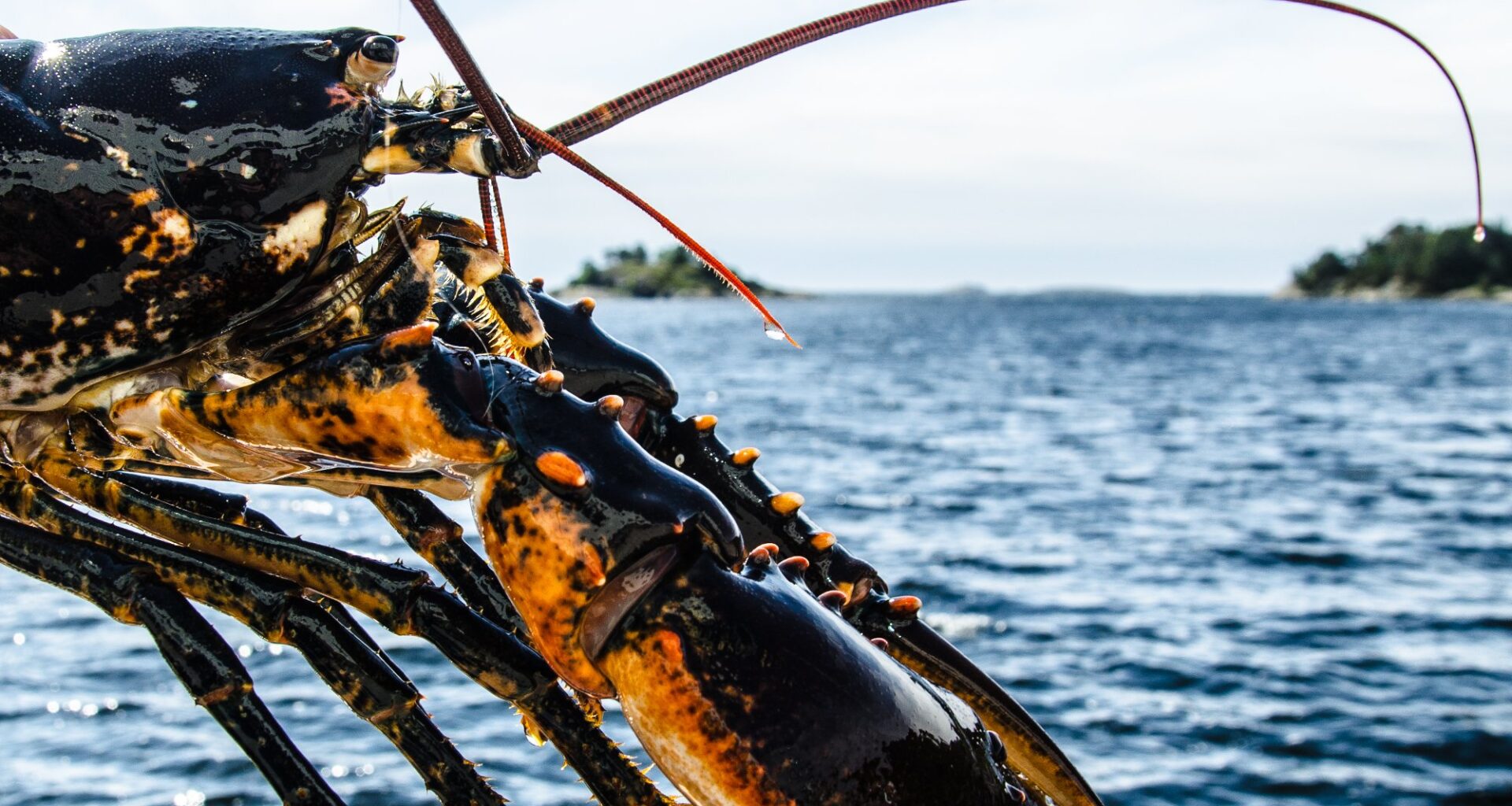 Hummar, Hummarfiske | Fleire fredingsområde gir grunn til optimisme