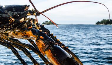 Hummar, Hummarfiske | Fleire fredingsområde gir grunn til optimisme