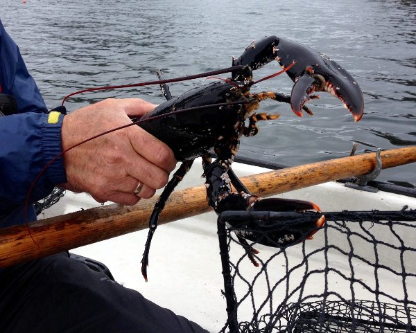 1. oktober opnar hummarfisket. Det er derimot kome nye fredingsområde i år. Foto: Kari Hamre / NPK