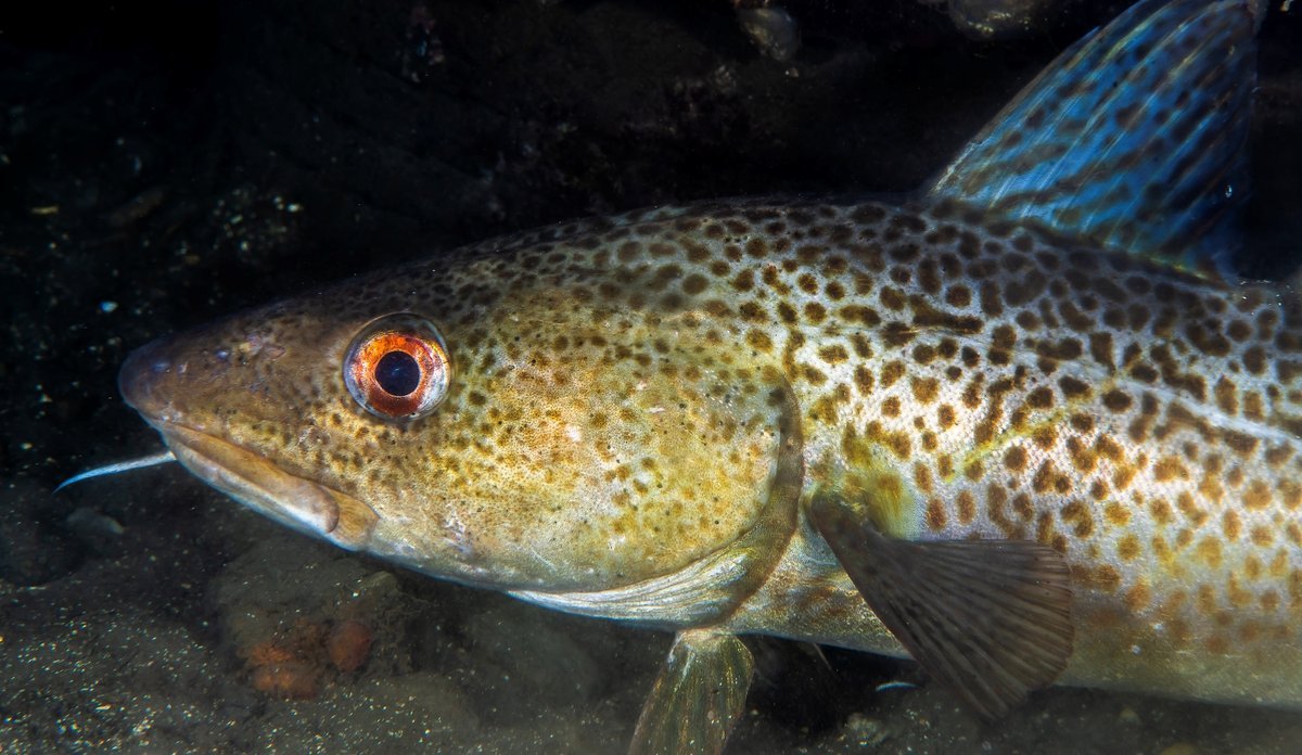 Torsk, Fiskeri og havbruk | Foreslår kraftig reduksjon i torskekvotane - Firdaposten