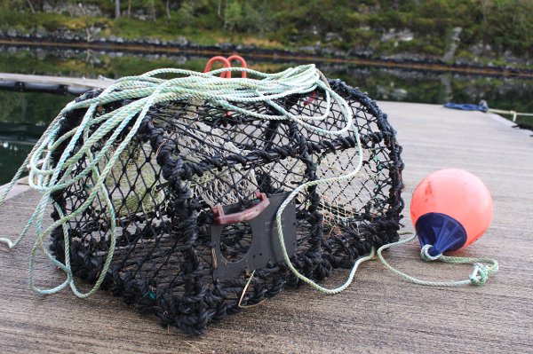 Hummarteine. Hummar. Hummarfiske. Krabbefiske. Krabbe. Krabbeteine. Fritidsfiske. Foto: Peder Skjelten / NPK