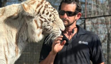 Tigertrener knyttet til Joe Exotic drept av tiger