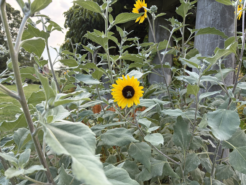 Apple iPhone Air – fotoeksempel