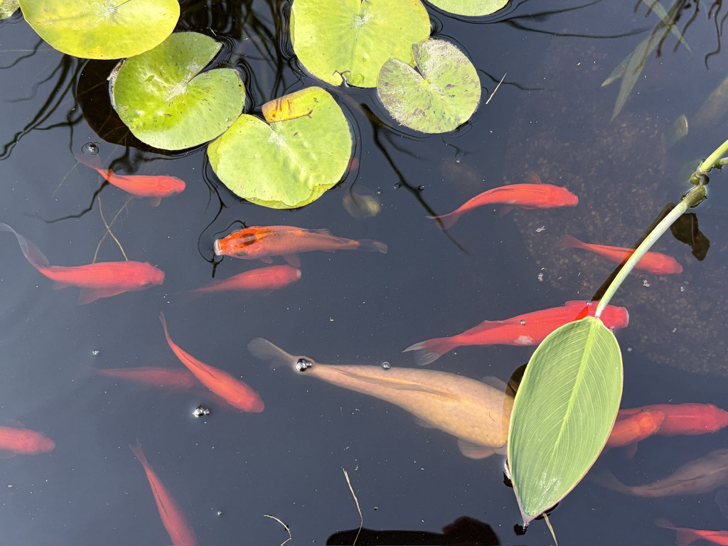 Apple iPhone Air – fotoeksempel