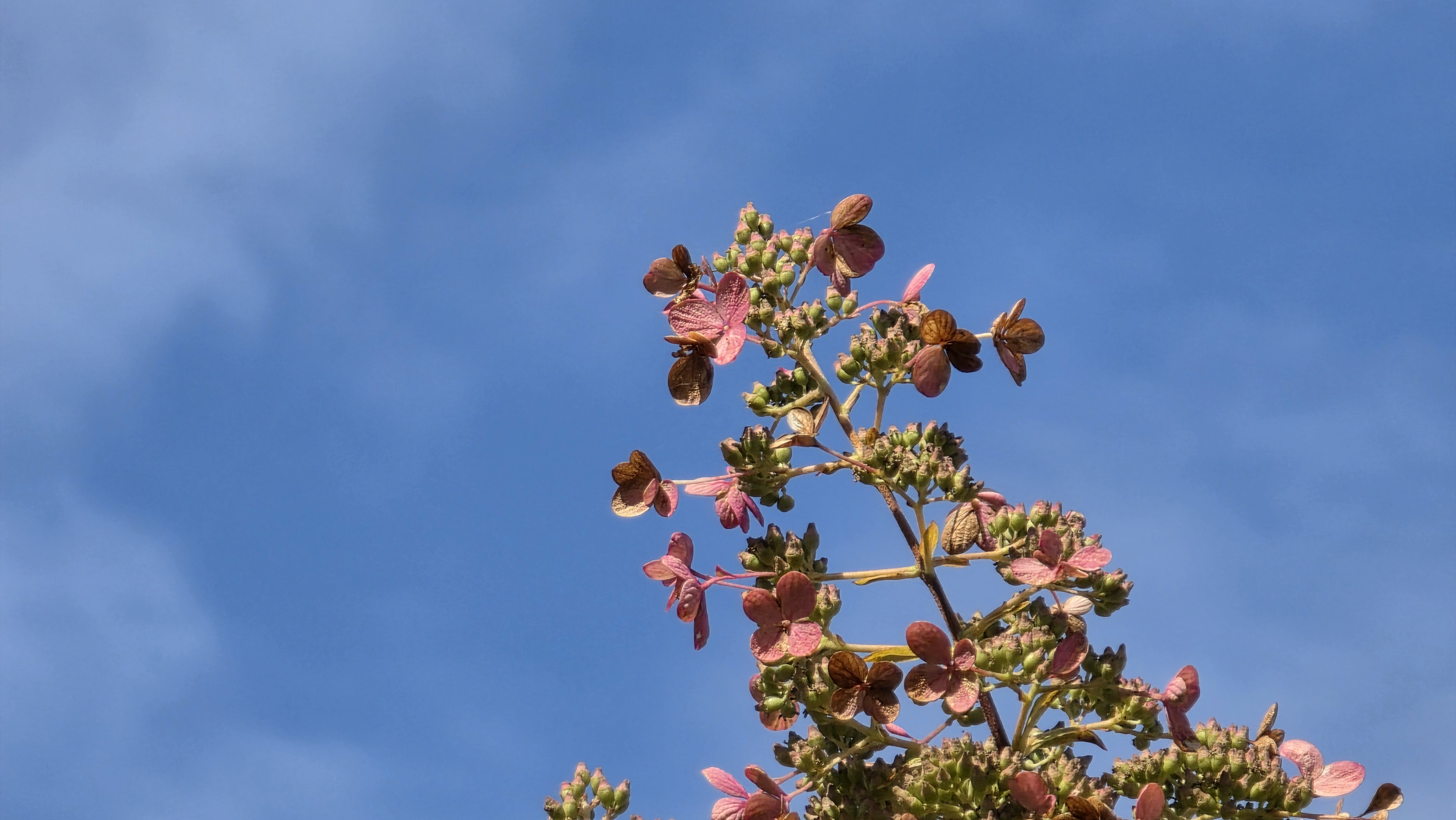 Apple iPhone 17 Pro Max vs Samsung Galaxy S25 Ultra