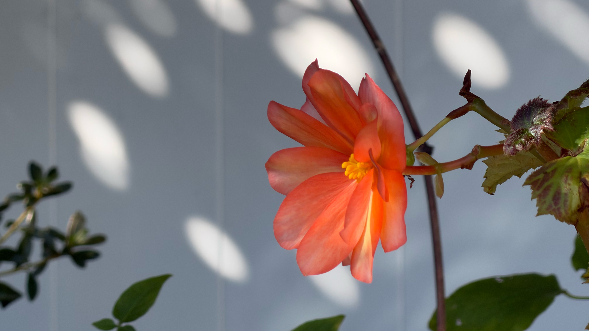 Apple iPhone 17 Pro – fotoeksempel