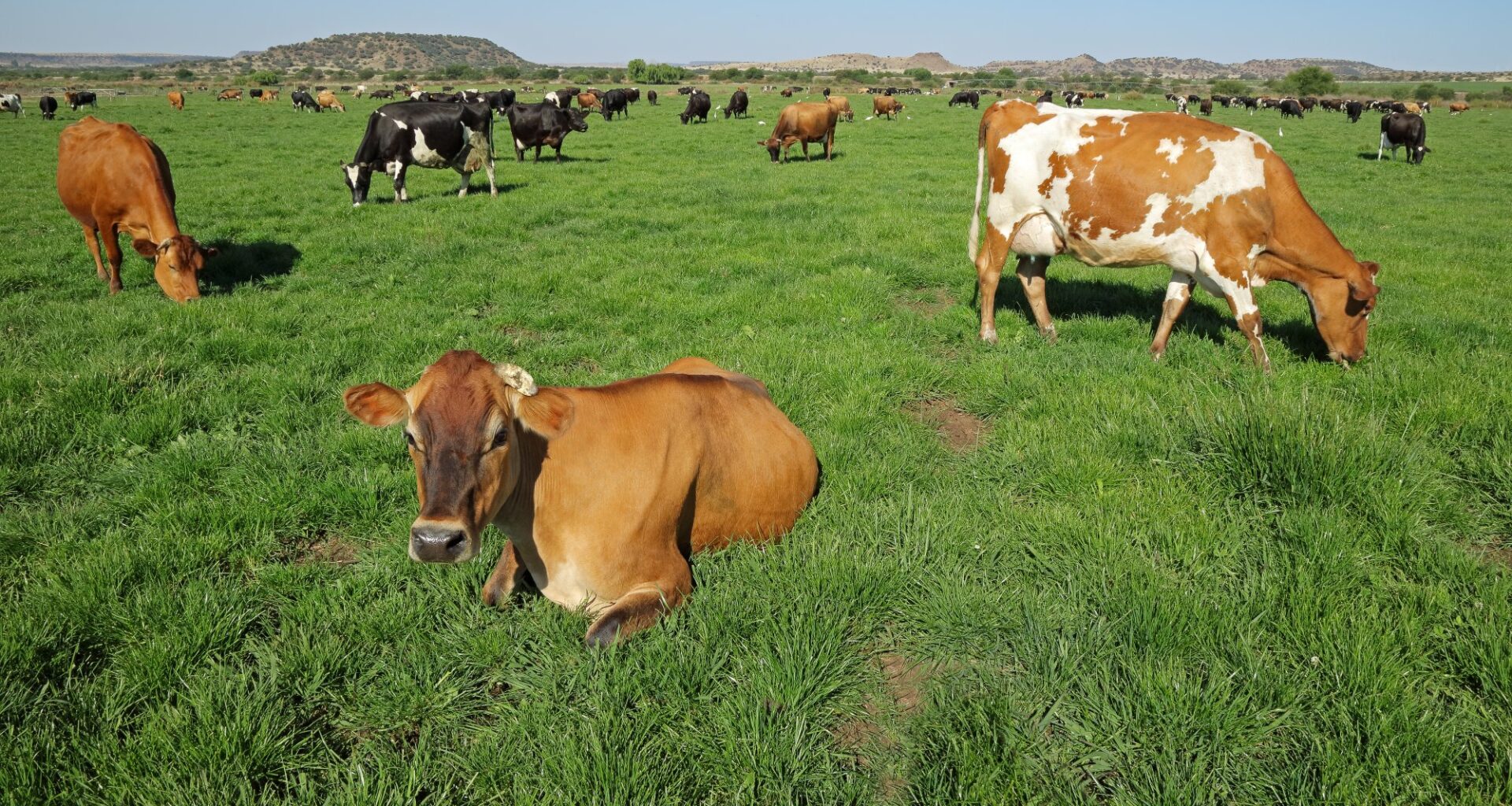 Dyrevelferd, Beitekrav | Sverige vil beholde beitekravet