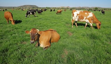 Dyrevelferd, Beitekrav | Sverige vil beholde beitekravet