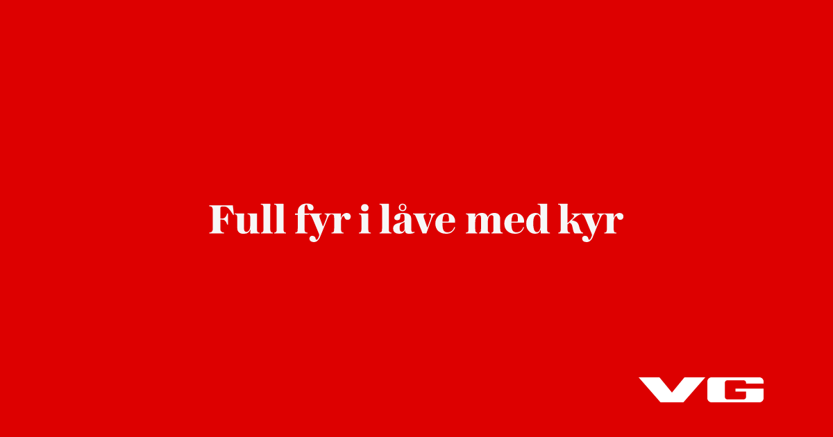 Full fyr i låve med kyr