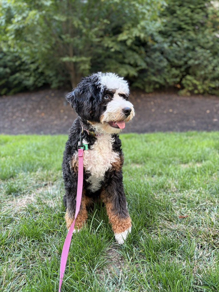 Apple iPhone Air – fotoeksempel