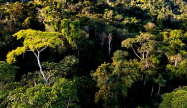 Forskere lette etter et ekorn, men oppdaget en skapning de aldri hadde sett før