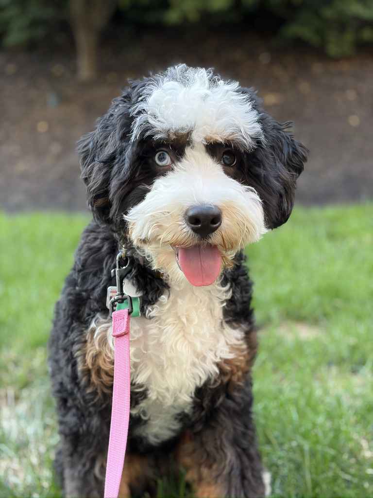 Apple iPhone Air – fotoeksempel