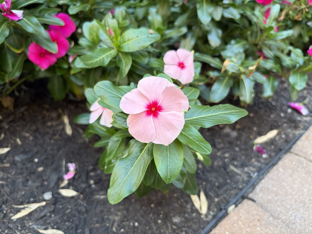 Apple iPhone Air – fotoeksempel