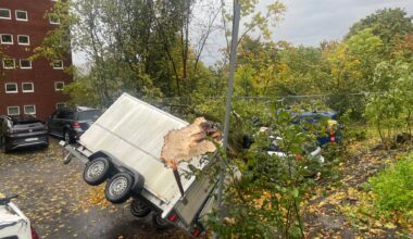 Sentrum, Politi | Flere store trær har gått i bakken: – Stort skadepotensial
