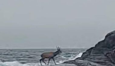 Bilde av Amalie Nordbø Odiin