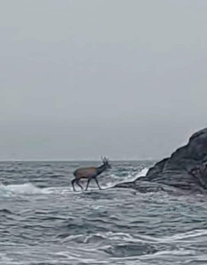 Bilde av Amalie Nordbø Odiin