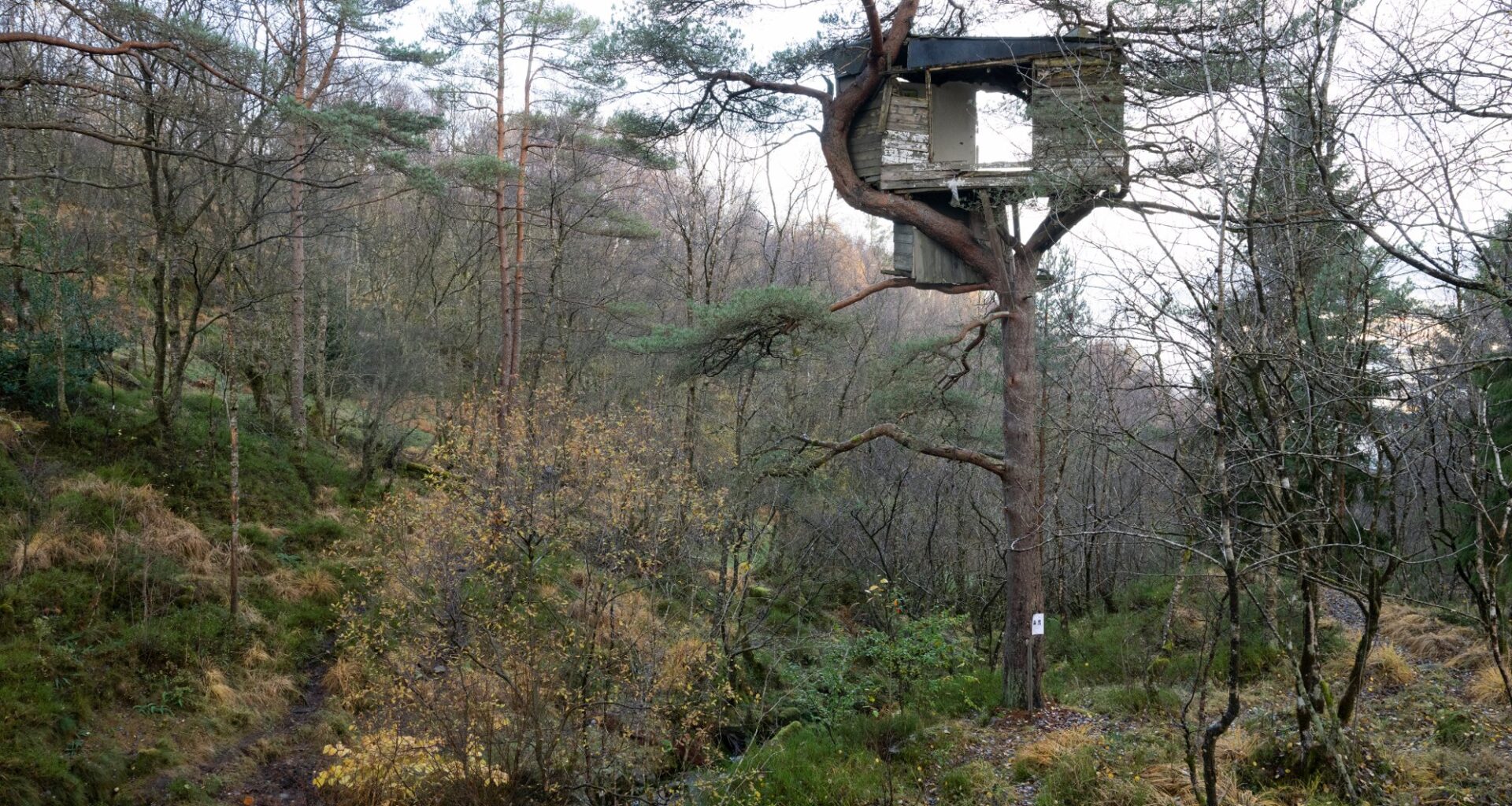 Nyheter, Løvstien | Trehytten langs Løvstien fikk kommunen til å steile: – For noe tull