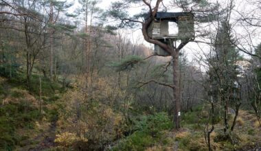 Nyheter, Løvstien | Trehytten langs Løvstien fikk kommunen til å steile: – For noe tull