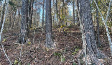 80 trær halvveis sagd over ved Stathelle barneskole i Bamble