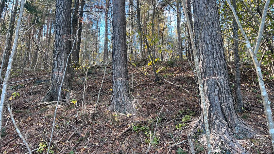 80 trær halvveis sagd over ved Stathelle barneskole i Bamble