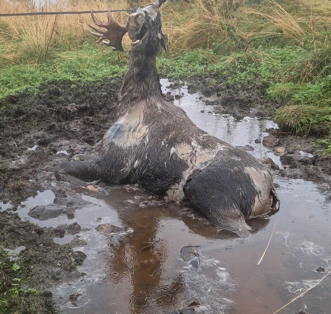 Elg satt fast i telefonledning i Øksnes i Vesterålen – fikk smertefull død
