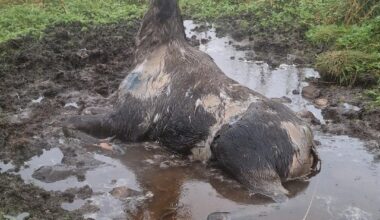 Elg satt fast i telefonledning i Øksnes i Vesterålen – fikk smertefull død