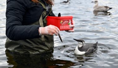 Lomviene dør i Oslofjorden: – Krisen er nær