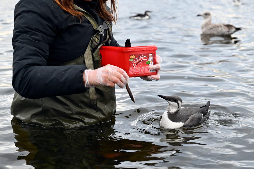 Lomviene dør i Oslofjorden: – Krisen er nær
