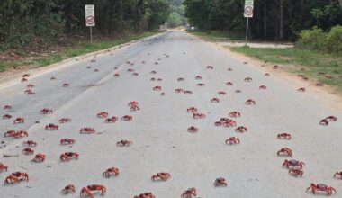 Millioner av røde krabber starter spektakulær vandring