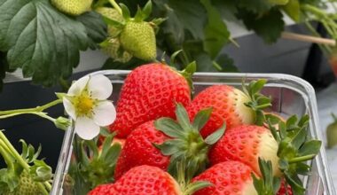 Norske jordbær – i oktober?