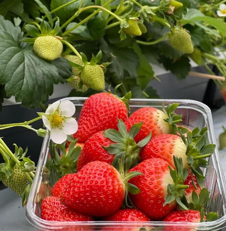 Norske jordbær – i oktober?