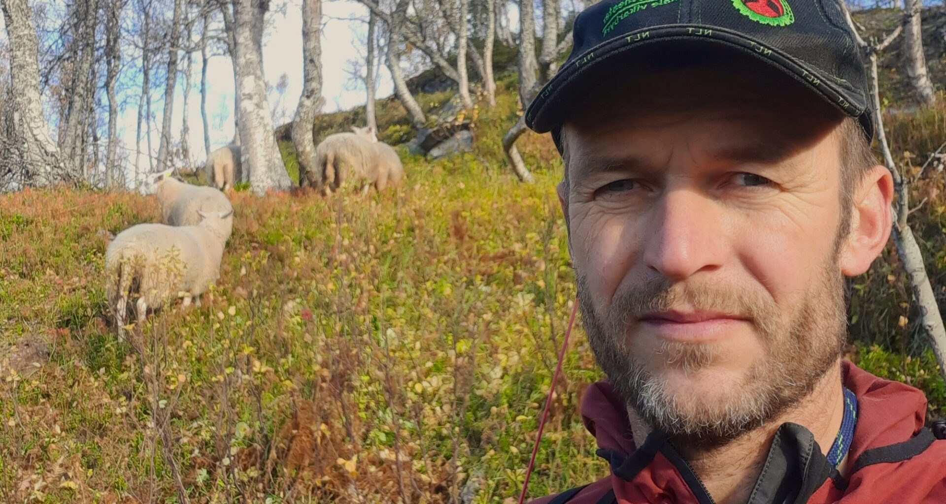 Dyrevelferd, Sauehold | Hundeeier får likevel forelegg etter saueangrep: – Et tydelig signal om at dyrevelferd tas på alvor