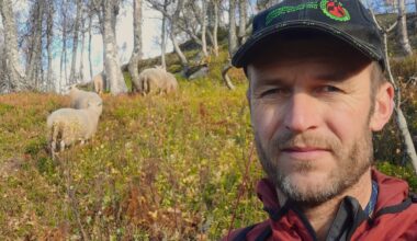 Dyrevelferd, Sauehold | Hundeeier får likevel forelegg etter saueangrep: – Et tydelig signal om at dyrevelferd tas på alvor