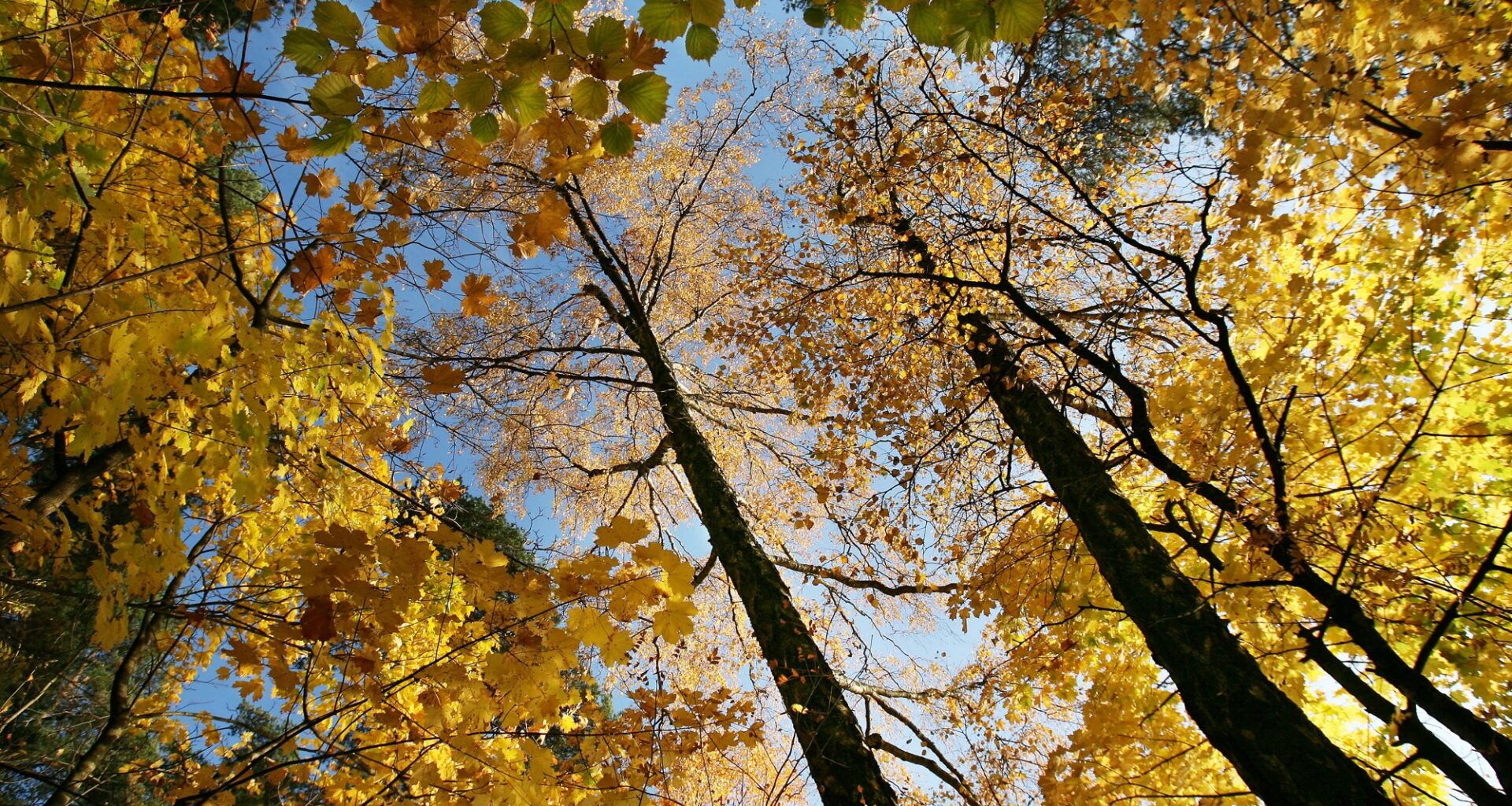 Været, Høst | Opp mot 18 grader: – Unormalt varmt