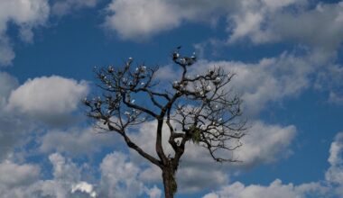 Verden langt unna skogmål – mistet skog på størrelse med England