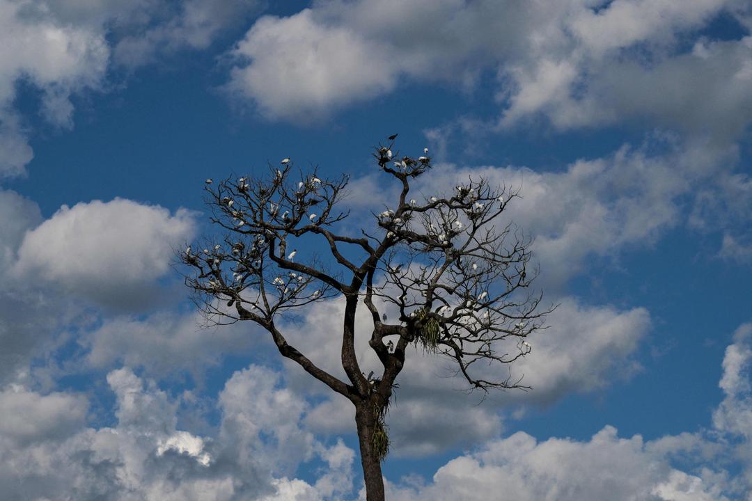 Verden langt unna skogmål – mistet skog på størrelse med England