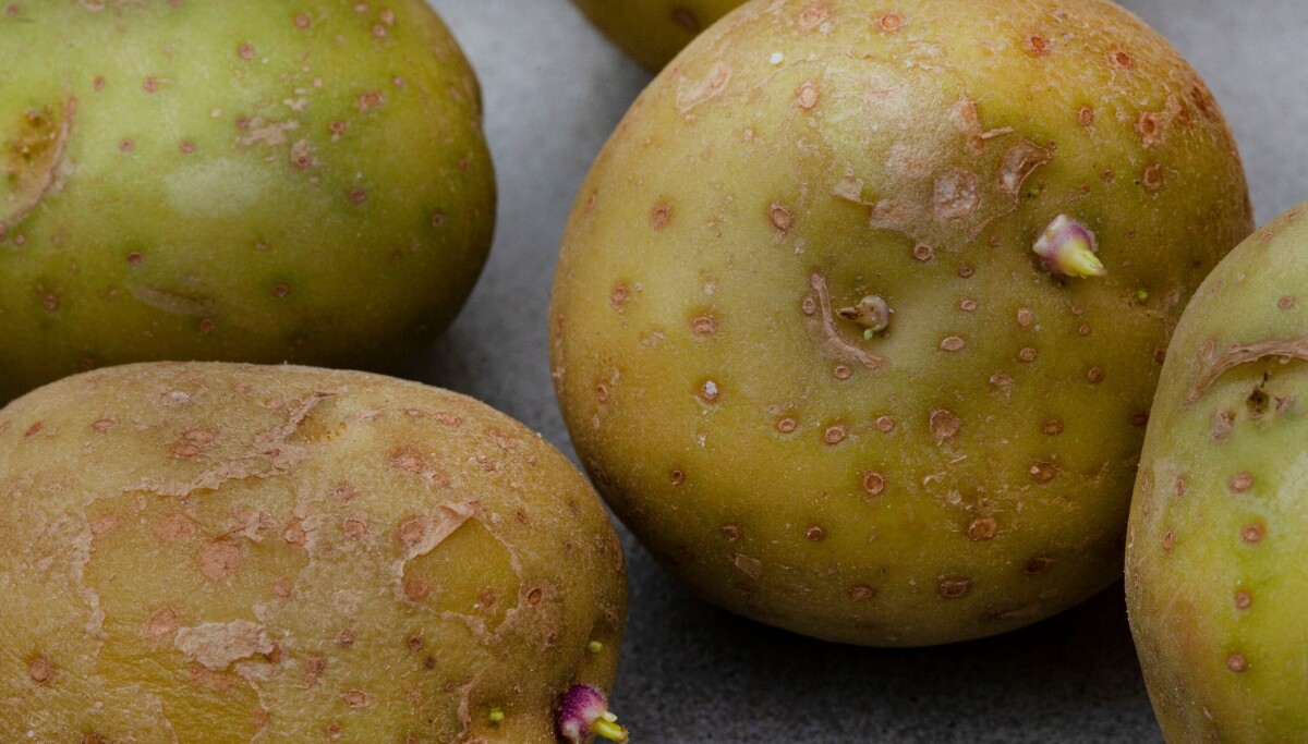 Ser potetene slik ut, bør de absolutt ikke spises
