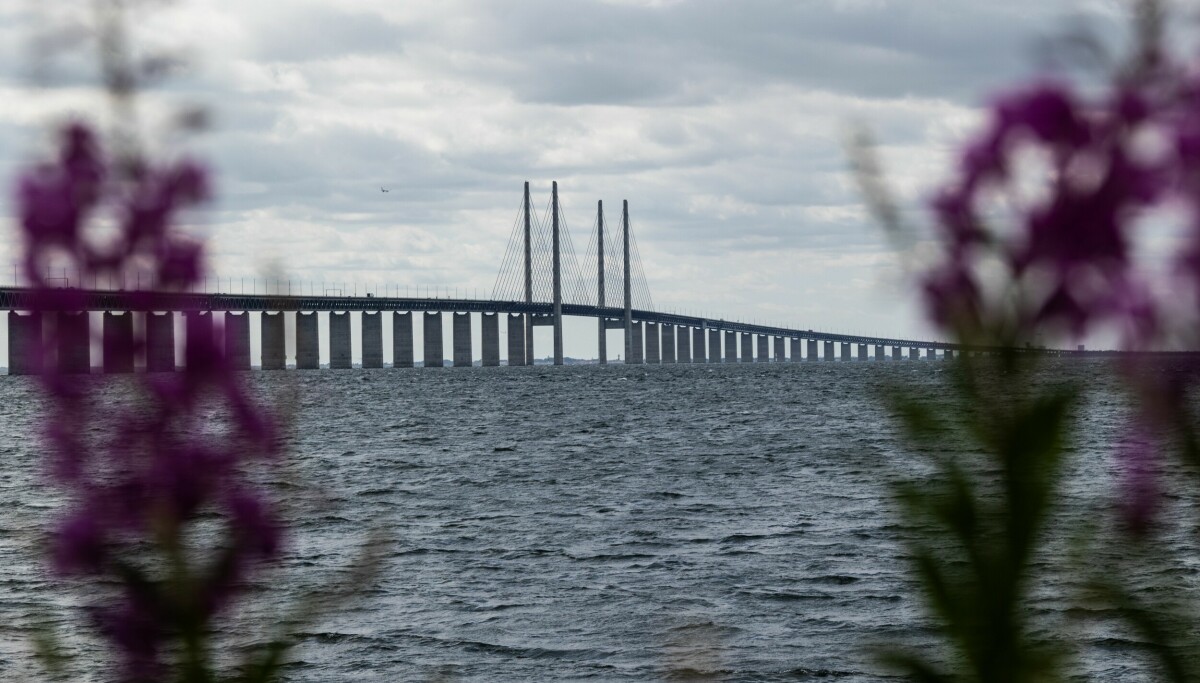 50 havnet i Sverige ved et uhell