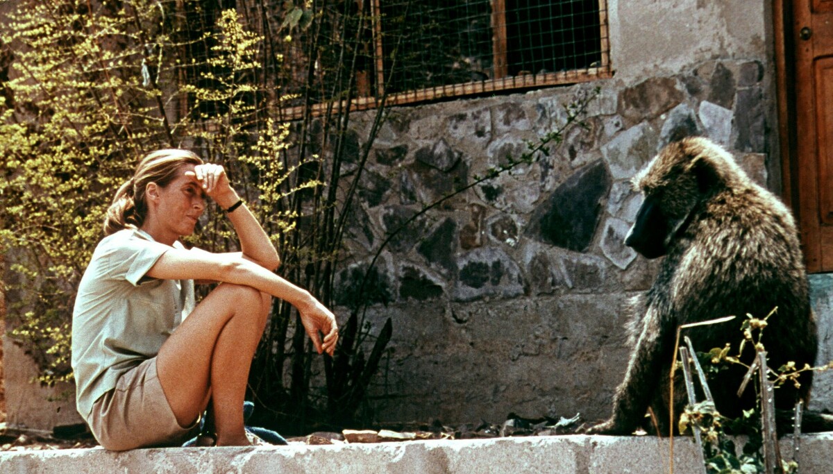 Jane Goodall er død