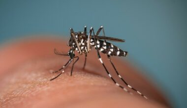 «Skrekkmygg» oppdaget i England