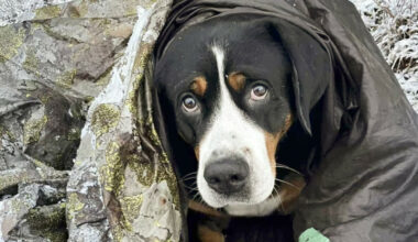 Hundedrama i fjellet